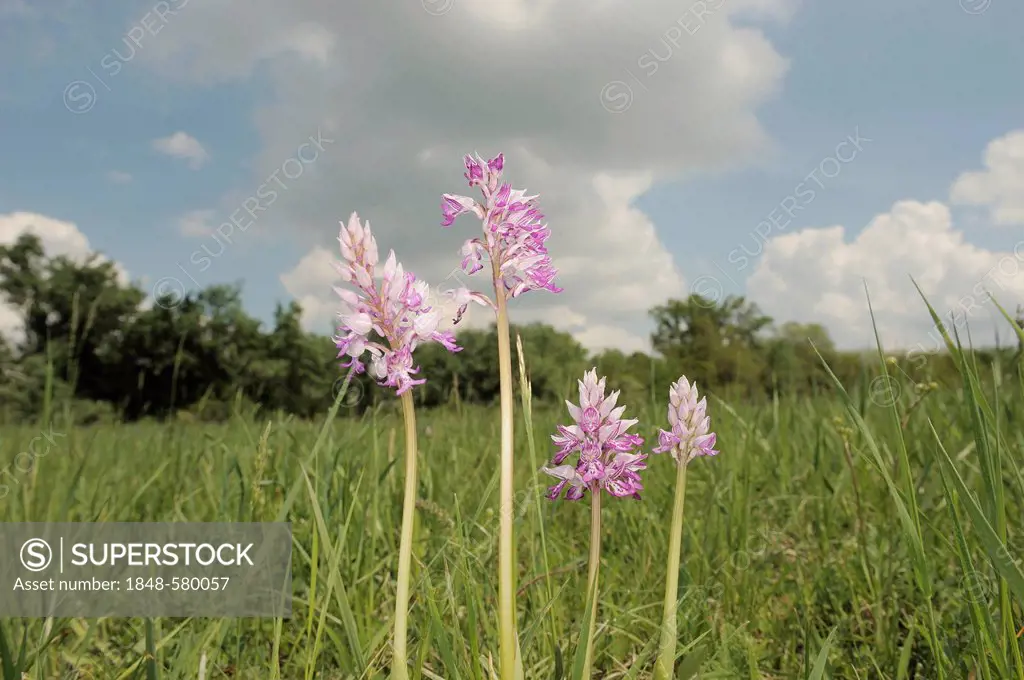 Military orchids (Orchis militaris), Danube-Auen National Park, Lower Austria, Austria, Europe