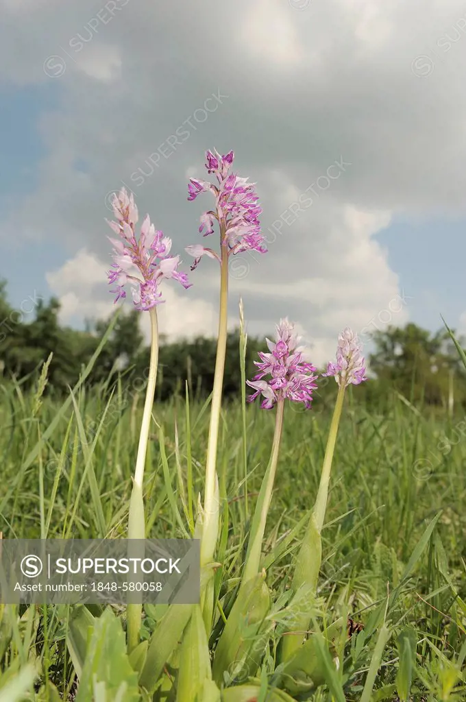Military orchids (Orchis militaris), Danube-Auen National Park, Lower Austria, Austria, Europe