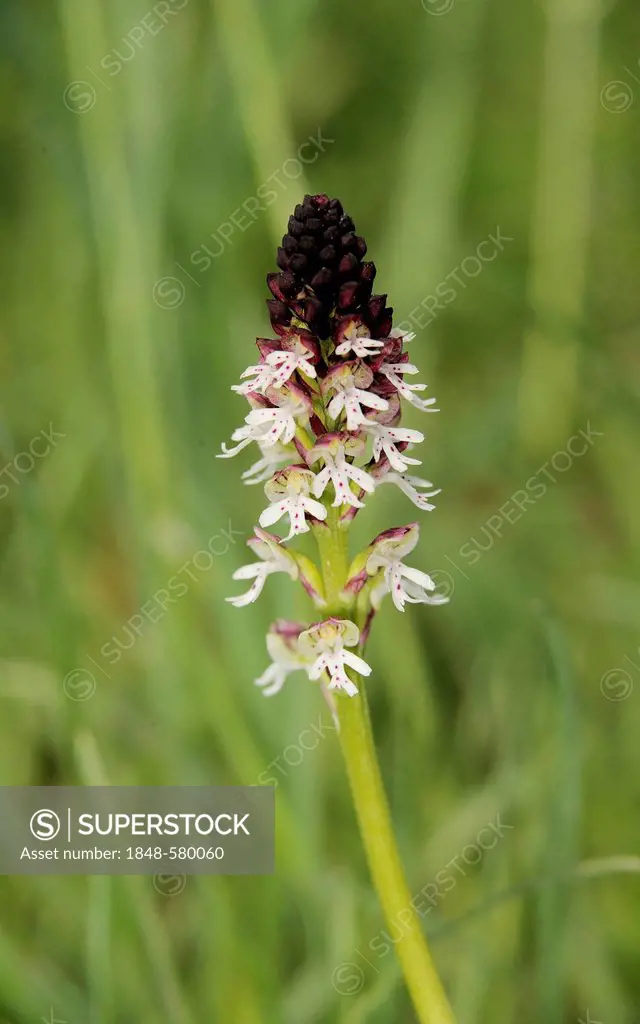 Burnt orchid (Orchis ustulata), Danube-Auen National Park, Lower Austria, Austria, Europe