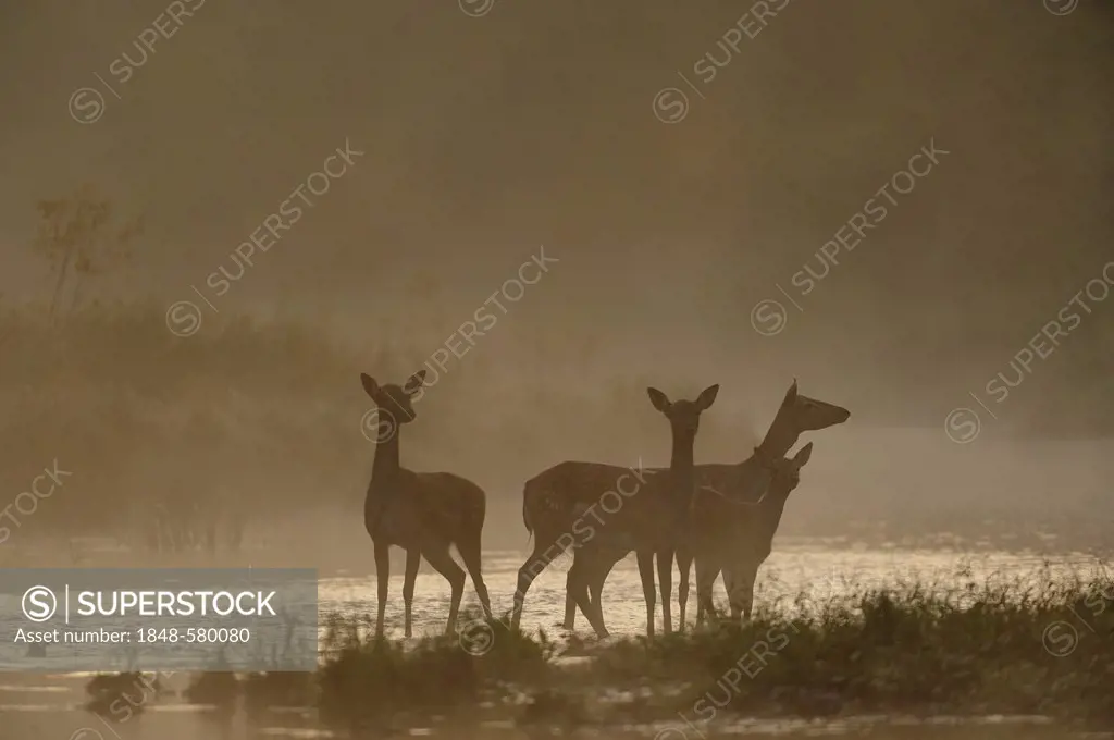 Fallow Deer (Dama dama), does, morning mood, Danube wetlands, Donau Auen National Park, Lower Austria, Austria, Europe