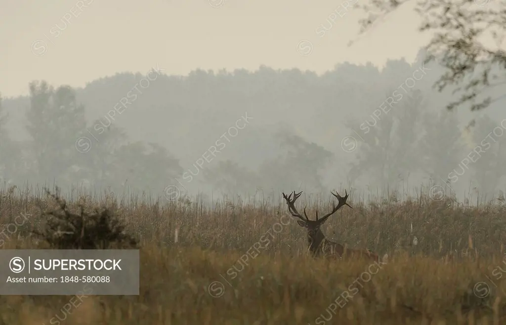 Red Deer (Cervus elaphus), Danube wetlands, Donau Auen National Park, Lower Austria, Austria, Europe