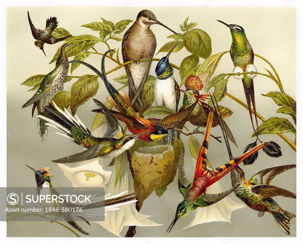 Historic illustration of hummingbirds (Trochilidae), 19th century, Meyers Konversations-Lexikon encyclopedia, 1889