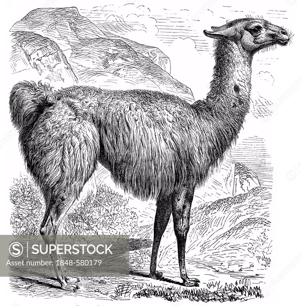 Historic illustration of a llama (Llama glama), 19th century, Meyers Konversations-Lexikon encyclopedia, 1889