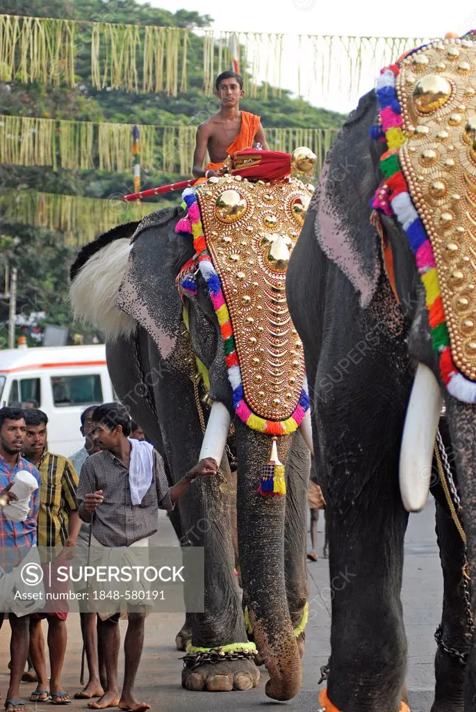 Elephants decorated with gold jewellery on the way to the temple, Hindu Pooram festival, Thrissur, Kerala, southern India, Asia