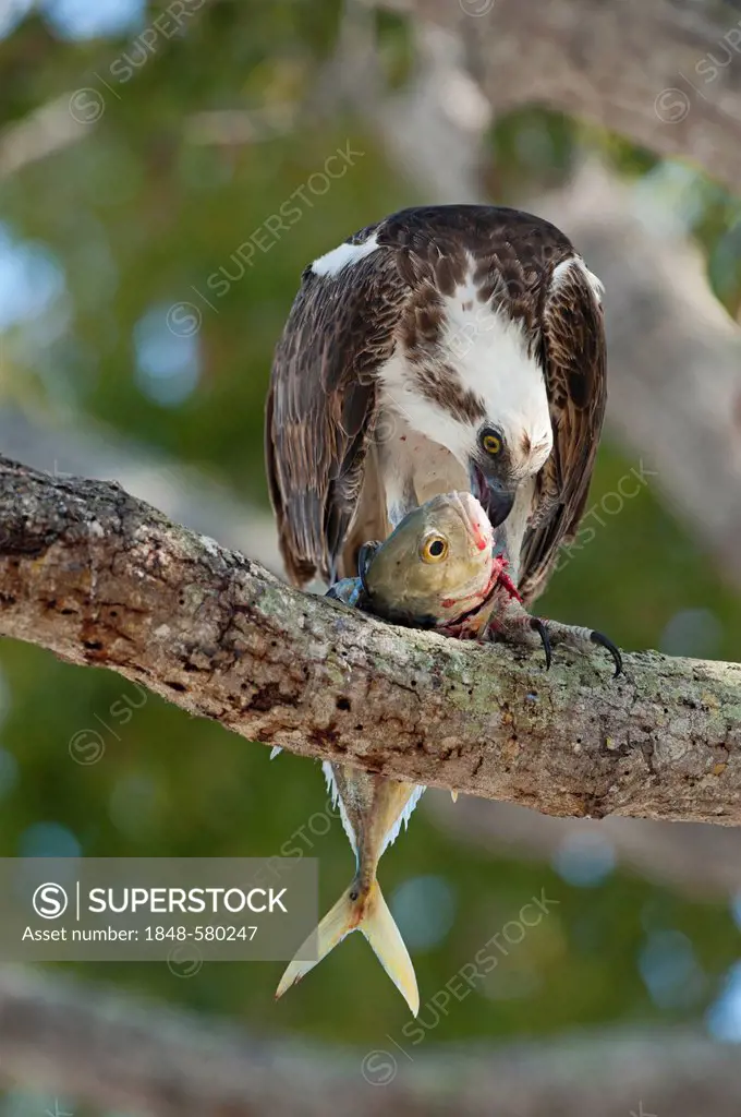 Osprey (Pandion haliaetus) feeding on fish, Everglades, Florida, USA