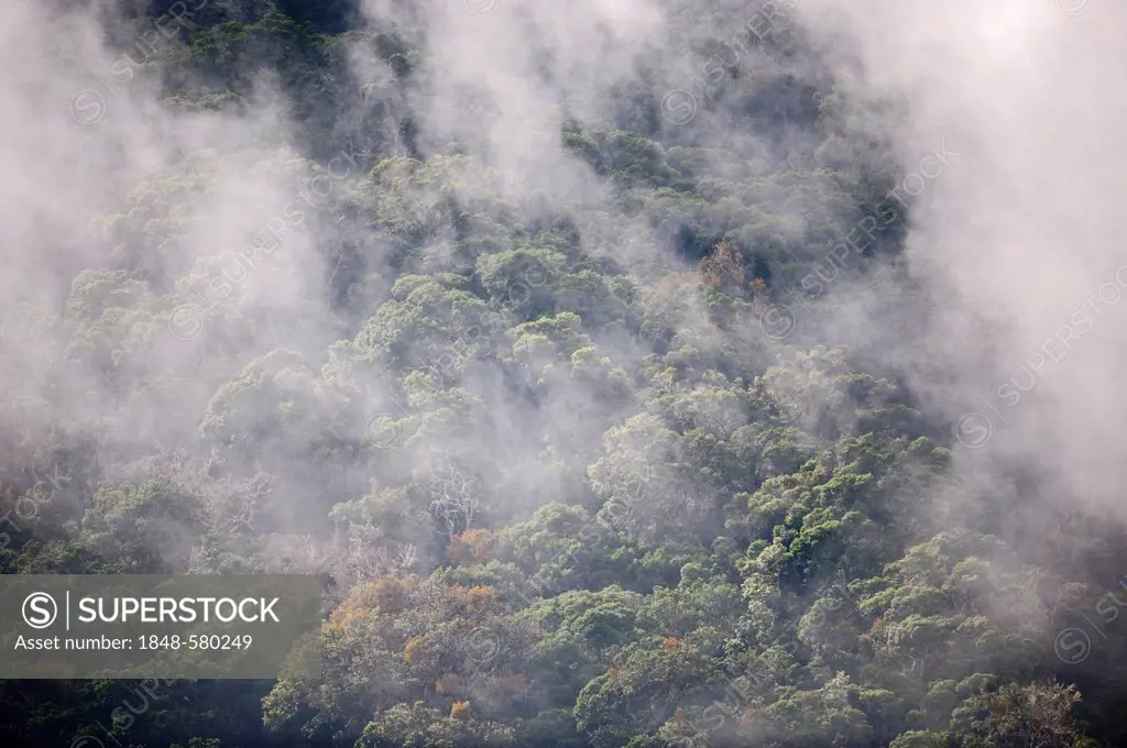 Cloud Forest at Savegre, Costa Rica, Central America