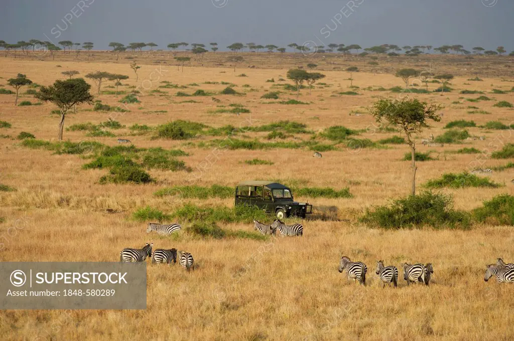 Aerial view of Plains Zebras (Equus quagga) and safari vehicle, Masai Mara, Kenya, Africa
