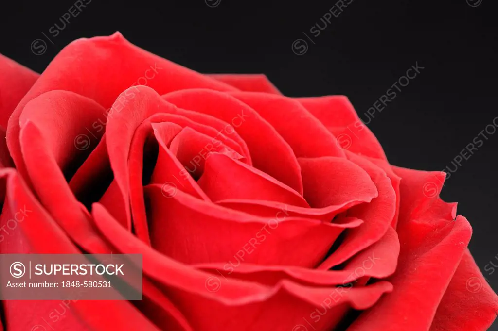 Red Rose (Rosa)