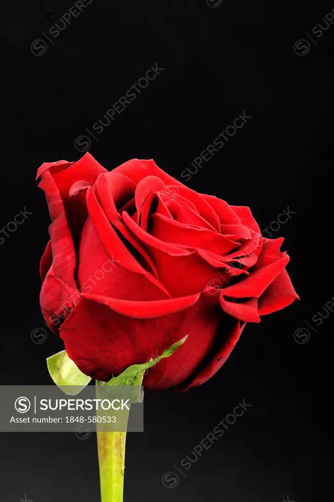 Red Rose (Rosa)
