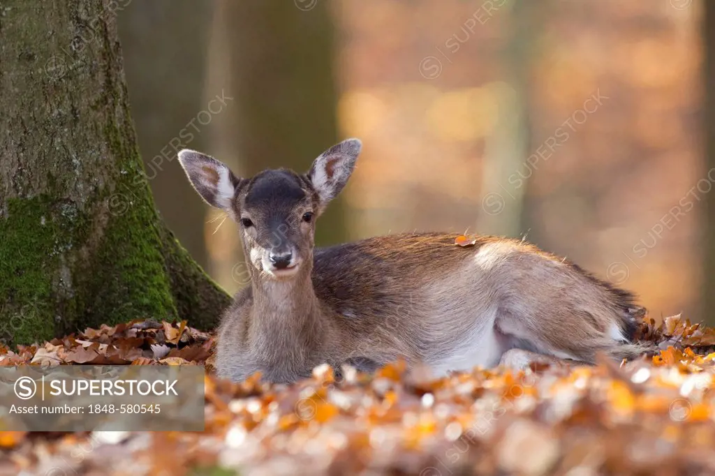 Fallow deer (Dama dama), fawn, Daun wildlife park, Rhineland-Palatinate, Germany, Europe
