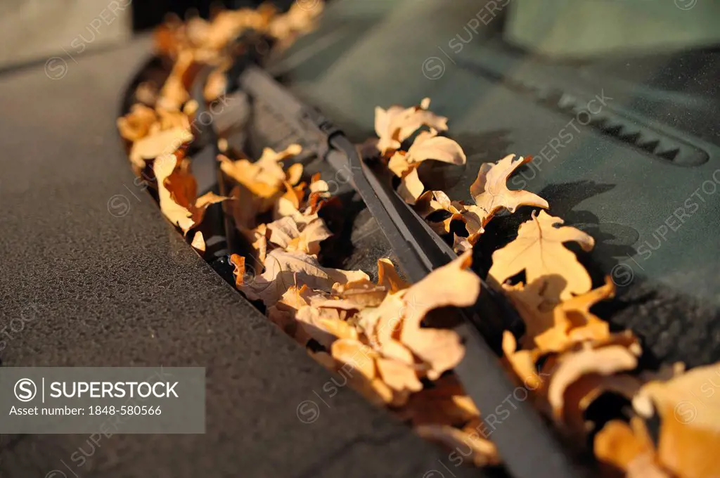 Leaves on the windscreen wipers of a car
