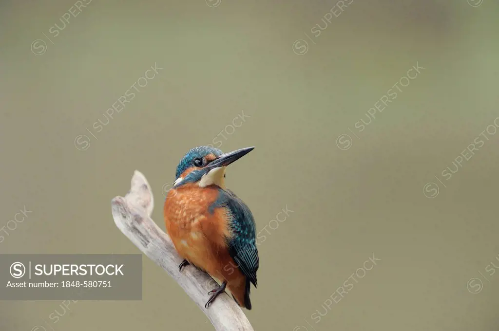 Common Kingfisher (Alcedo atthis), Danube wetlands, Donau Auen National Park, Lower Austria, Austria, Europe