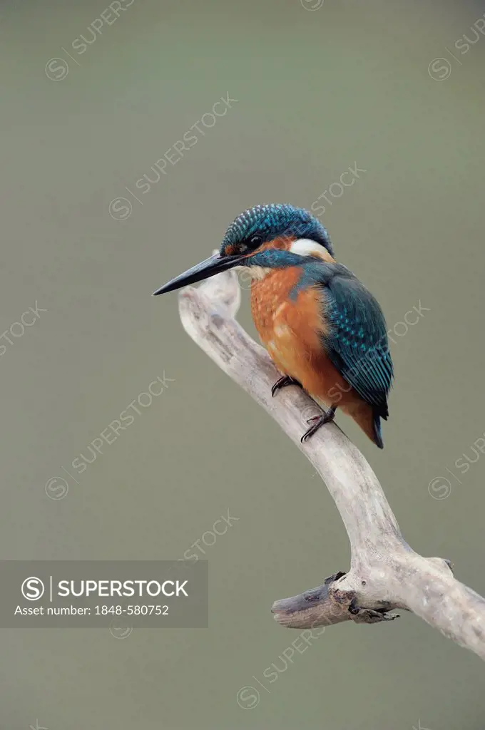 Common Kingfisher (Alcedo atthis), Danube wetlands, Donau Auen National Park, Lower Austria, Austria, Europe