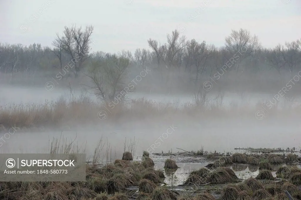 Morning fog, Danube wetlands, Donau Auen National Park, Lower Austria, Austria, Europe