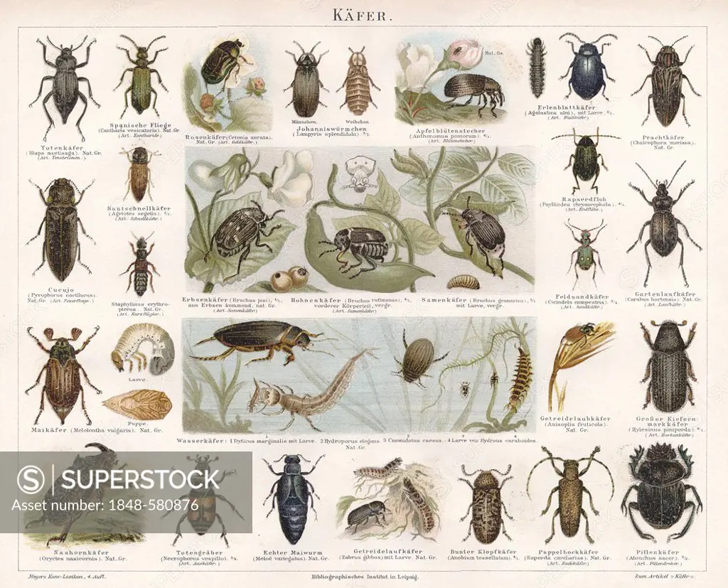 Historic illustration of beetles (Coleoptera), 19th century, Meyers Konversations-Lexikon encyclopedia, 1889
