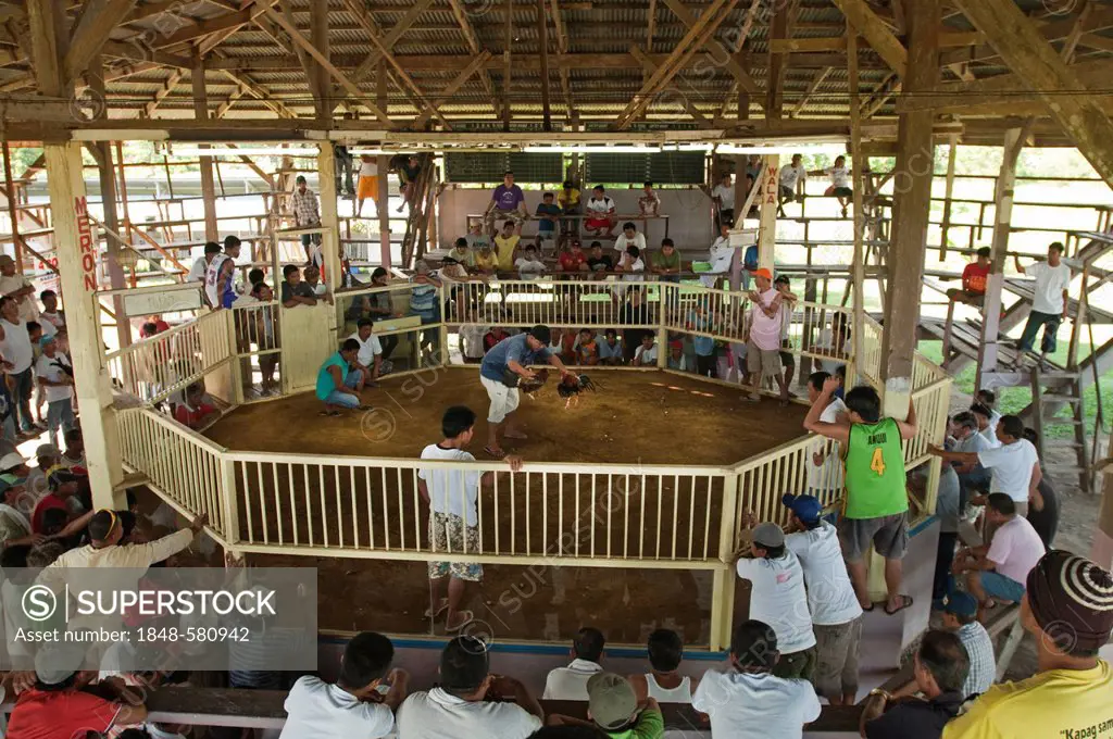 Cock fight, Palawan, Philippines, Southeast Asia