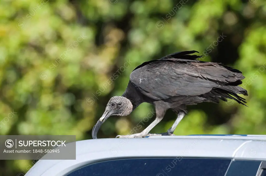 American Black Vulture (Coragyps atratus) pulling at rubber window seal on parked car at Anhinga Trail, Florida, USA