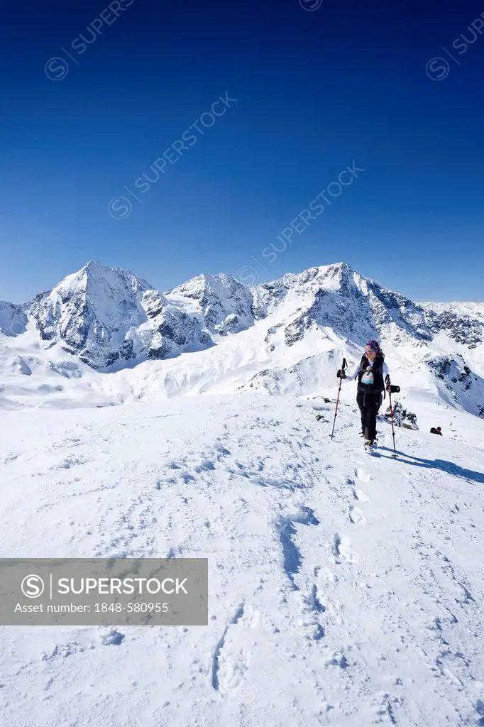 Ski tourers ascending Mt Punta Beltovo di Dentro, Solda, Sulden, in winter, Gran Zebrù, Mt Ortles and Monte Zebru in the back, South Tyrol, Italy, Eur...