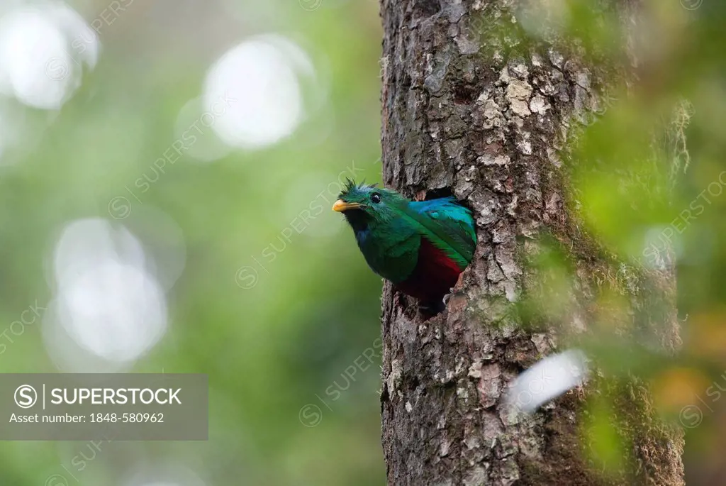 Resplendent Quetzal (Pharomachrus mocinno), Central Highlands, Costa Rica, Central America