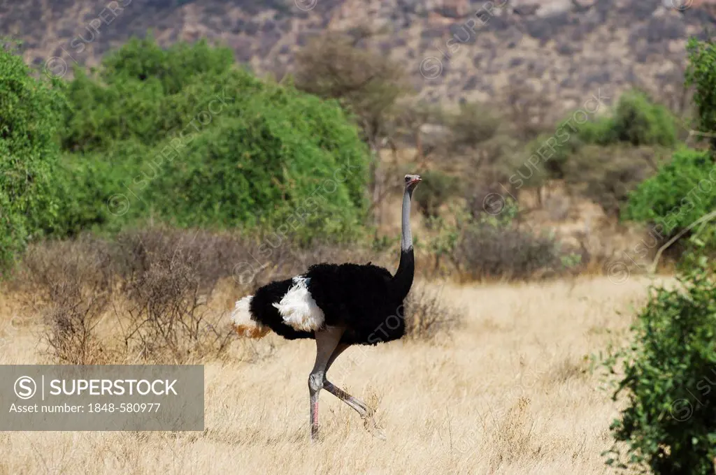 Somali Ostrich (Struthio camelus molybdophanes), male, Samburu, Kenya, Africa