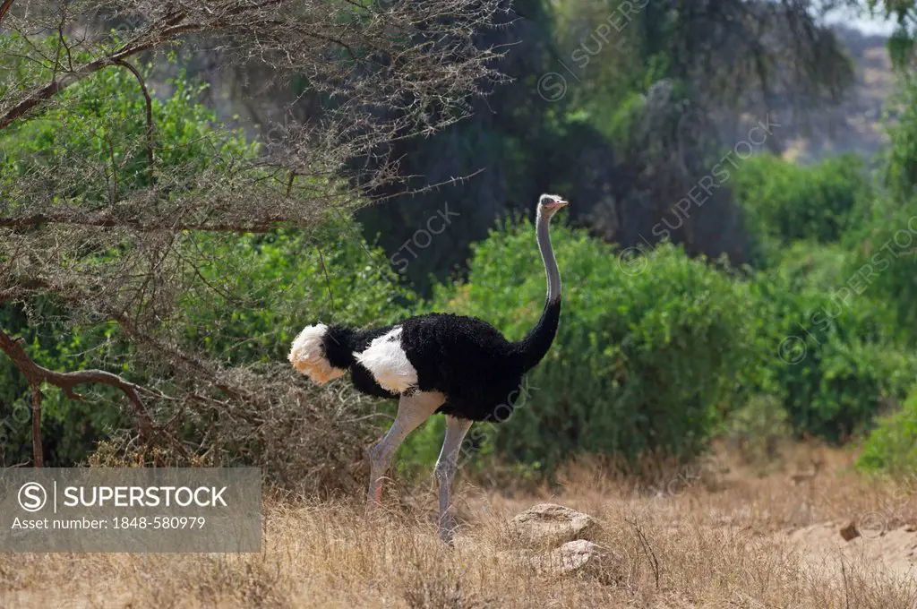 Somali Ostrich (Struthio camelus molybdophanes), male, Samburu, Kenya, Africa