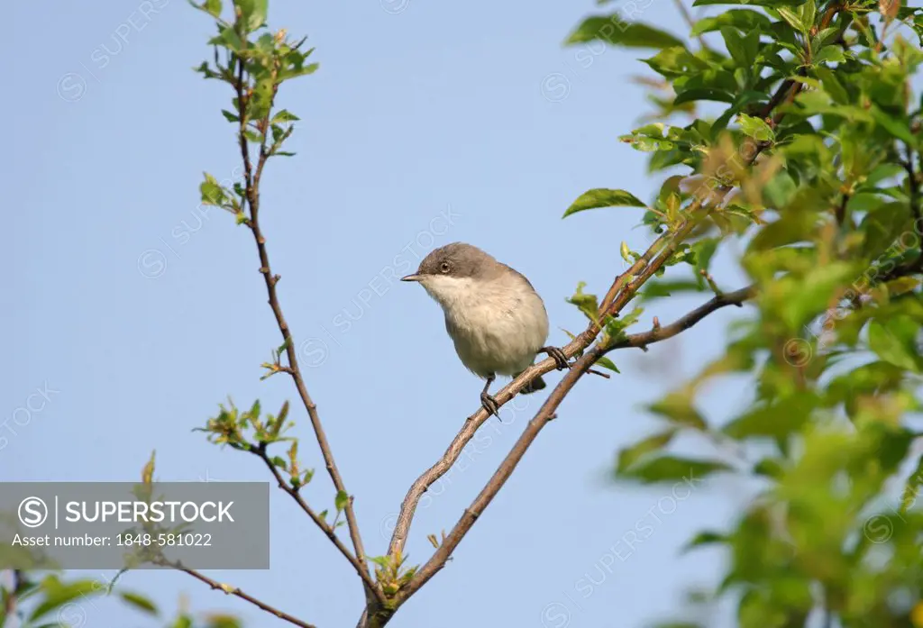 Lesser Whitethroat (Sylvia curruca) in song, Norfolk, England, United Kingdom, Europe