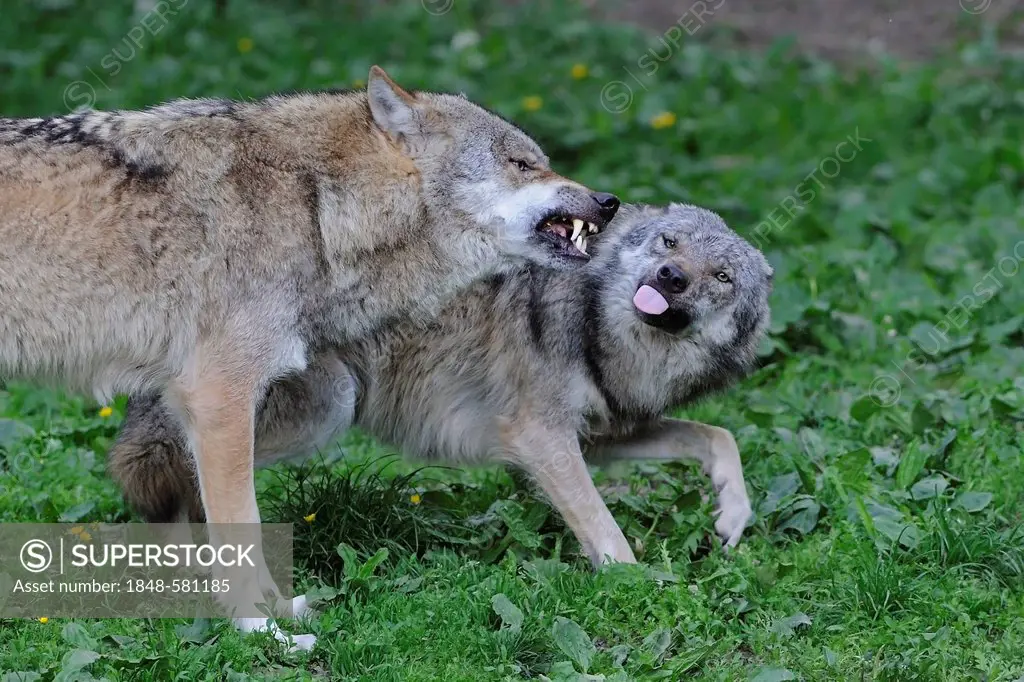 Wolves (Canis lupus), fighting to display dominance, Hesse, Germany, Europe