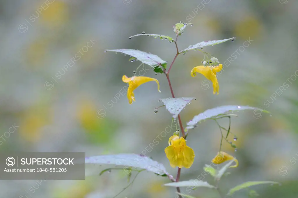 Touch-me-not Balsam (Impatiens noli-tangere), Elbe Sandstone Mountains, Saxony, Germany, Europe
