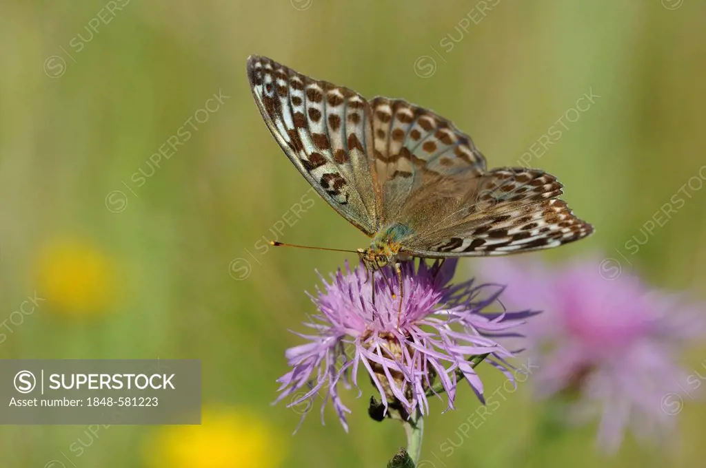 Silver-washed Fritillary (Argynnis paphia f. valesina), grey-brown variety, Middle Elbe Biosphere Reserve, Central Elbe region, Saxony-Anhalt, Germany...