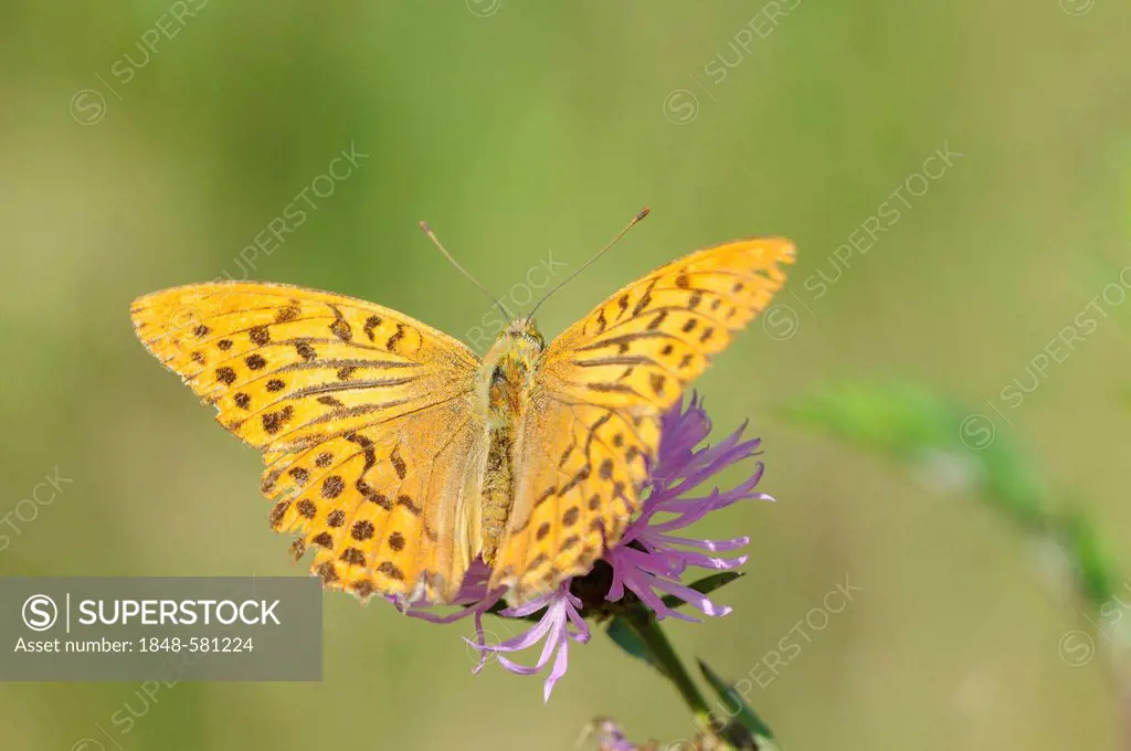 Silver-washed Fritillary (Argynnis paphia f. valesina), Middle Elbe Biosphere Reserve, Central Elbe region, Saxony-Anhalt, Germany, Europe