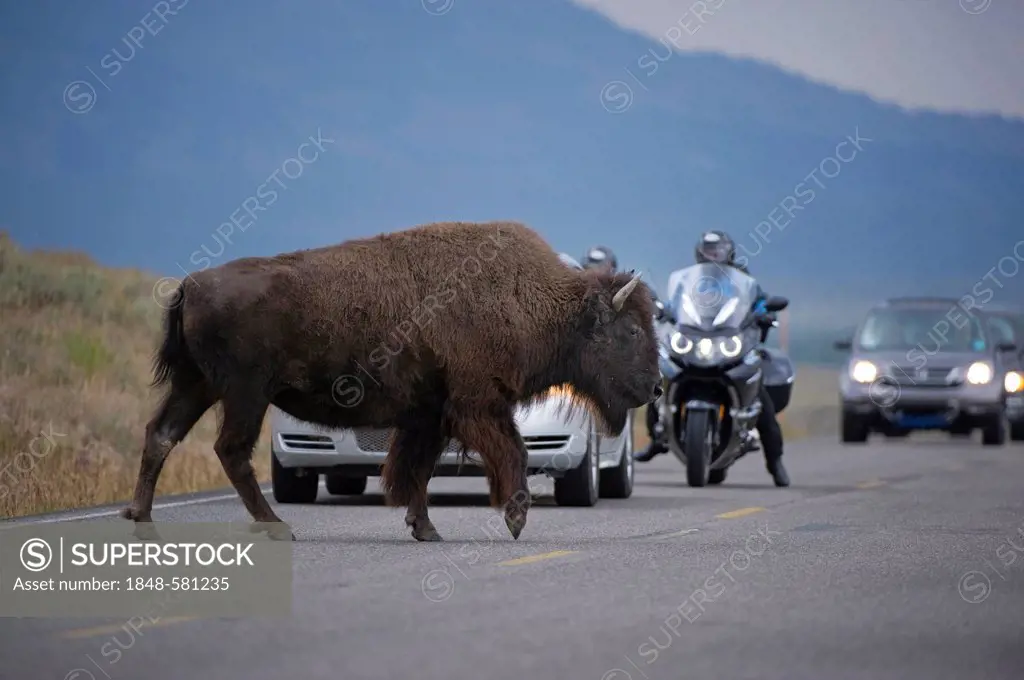 Bison (Bison bison) crossing road, Yellowstone National Park, Wyoming, USA