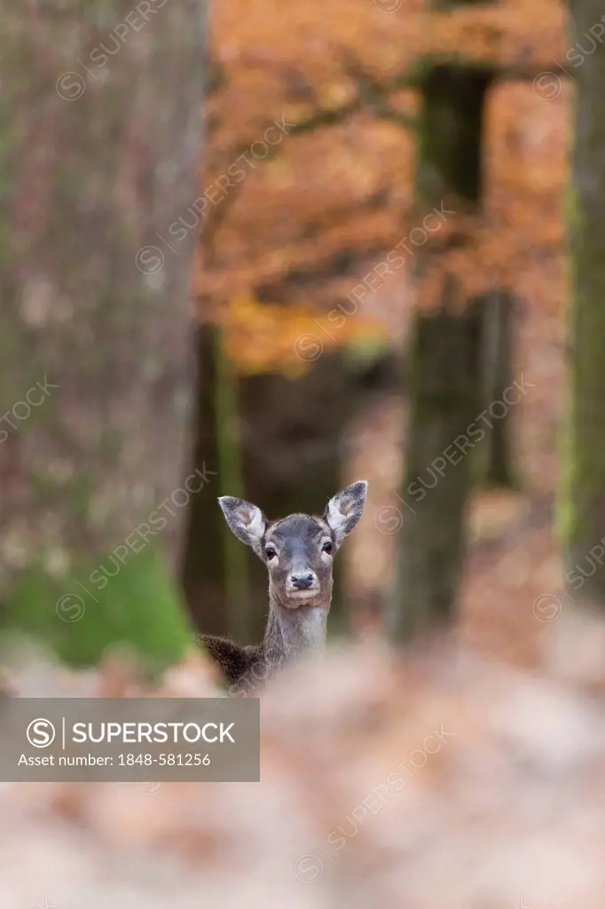 Fallow deer (Dama dama), Daun wildlife park, Rhineland-Palatinate, Germany, Europe
