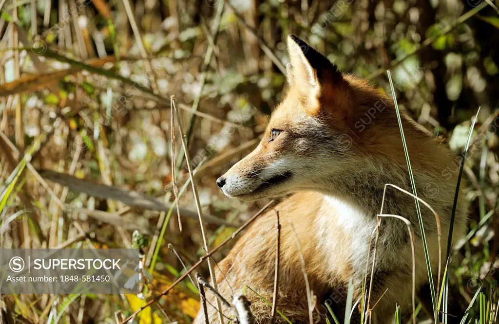 Red Fox (Vulpes vulpes), Danube wetlands, Donau Auen National Park, Lower Austria, Austria, Europe
