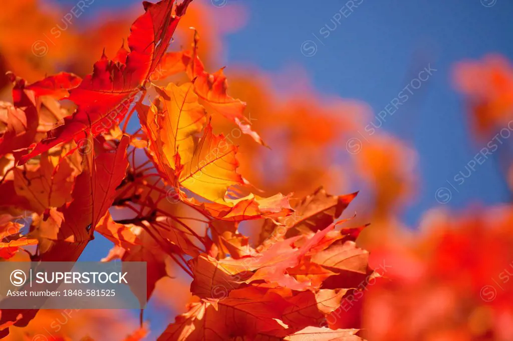 Maple tree (Acer) with red-coloured autumn leaves, Bonn, North Rhine-Westphalia, Germany, Europe