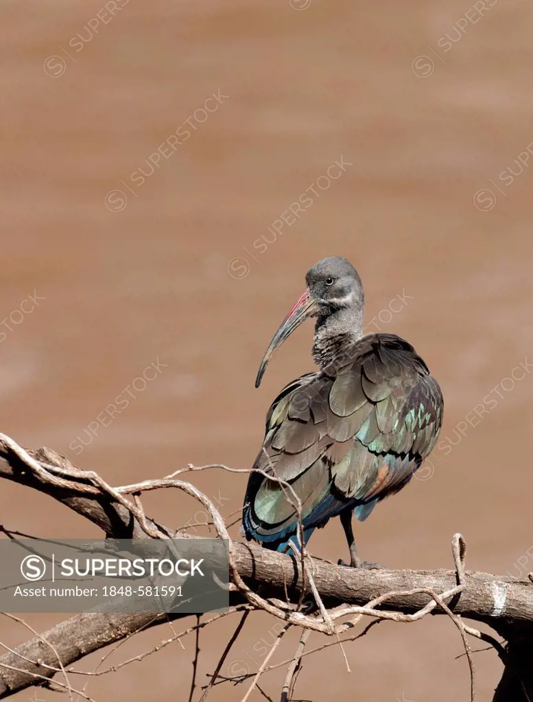 Hadada Ibis (Bostrychia hagedash), Samburu, Kenya, Africa