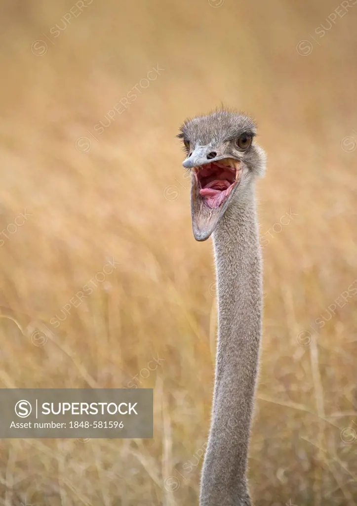 Common Ostrich (Struthio camelus), female, Masai Mara, Kenya, Africa