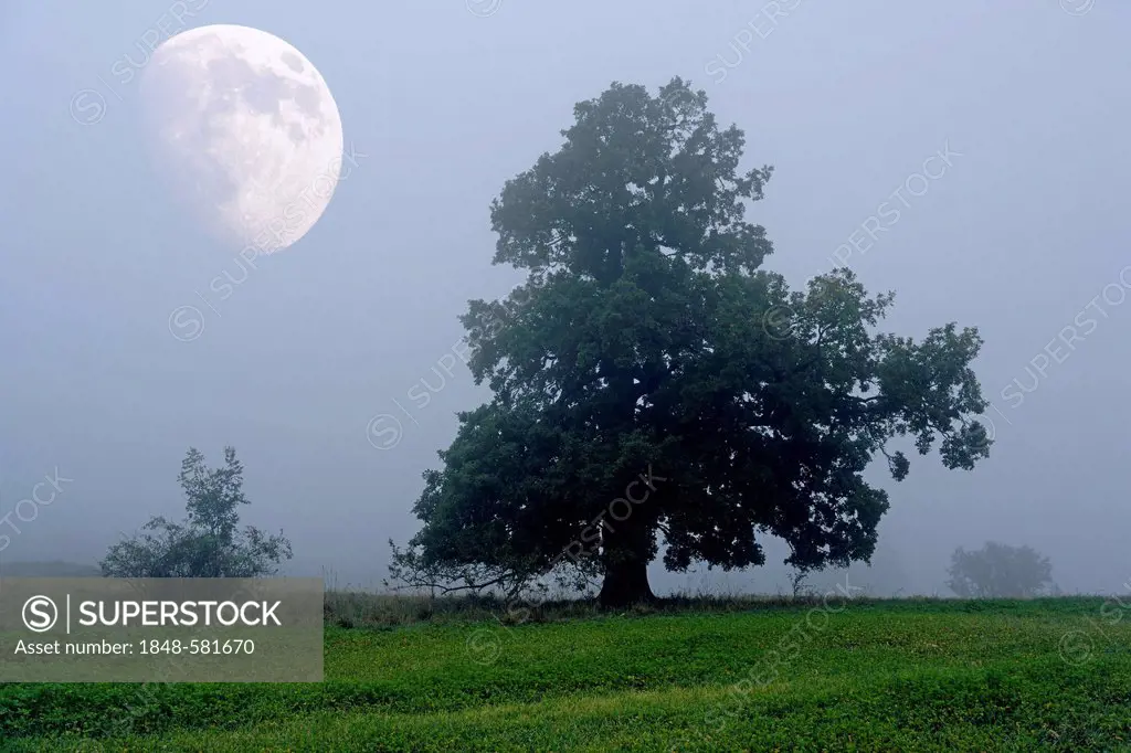 English oak (Quercus robur), with moon, autumn landscape, Swabian Alb, Baden-Wuerttemberg, Germany, Europe, composite