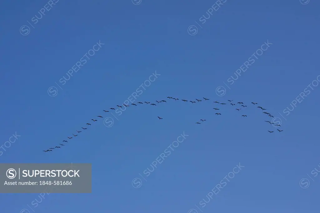 Common Crane (Grus grus) in flight against blue sky, Mecklenburg-Western Pomerania, Germany, Europe