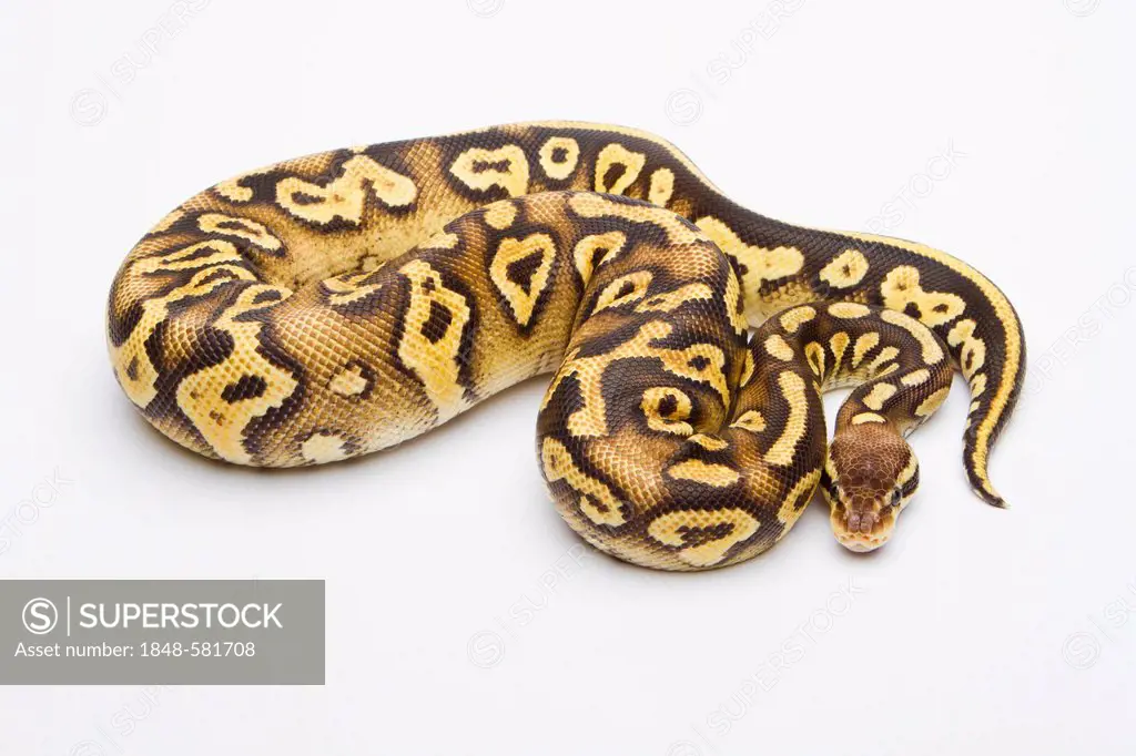 Royal python (Python regius), Pastel Phantom Yellow Belly, female, reptile breeder Willi Obermayer, Austria