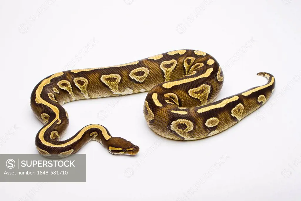 Royal python (Python regius), Phantom Yellow Belly, female, reptile breeder Willi Obermayer, Austria
