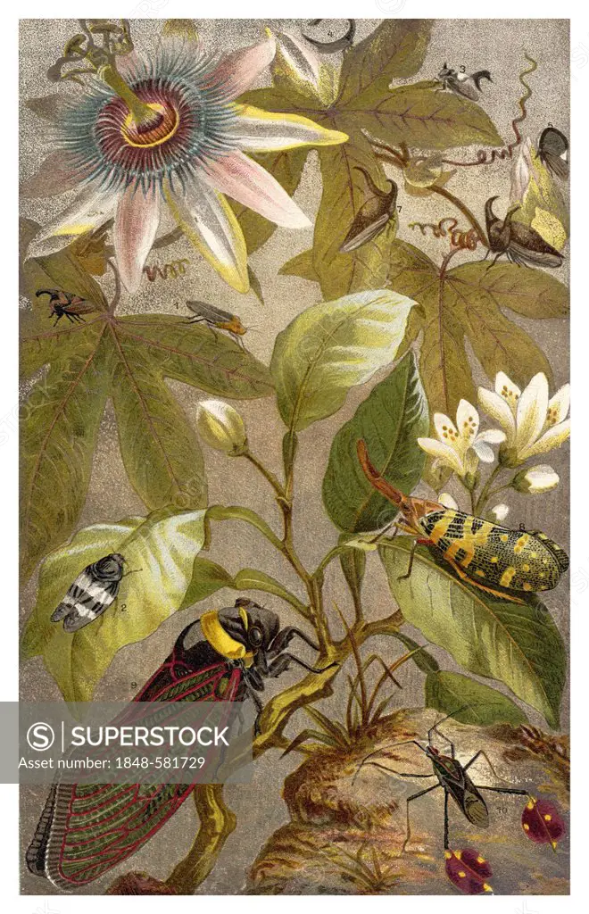 Historical graphic representation, Cicadas (Auchenorrhyncha, Hemiptera), insects, 19th Century, from Meyers Konversations-Lexikon encyclopaedia, 1890