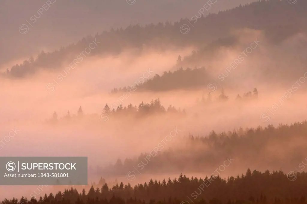 Fog over Nassen Grund, Elbe Sandstone Mountains, Saxony, Germany, Europe