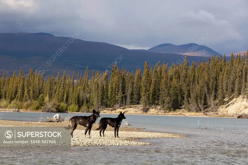 Two black sled dogs, Alaskan Huskies, gravel bar, Takhini River, Yukon Territory, Canada