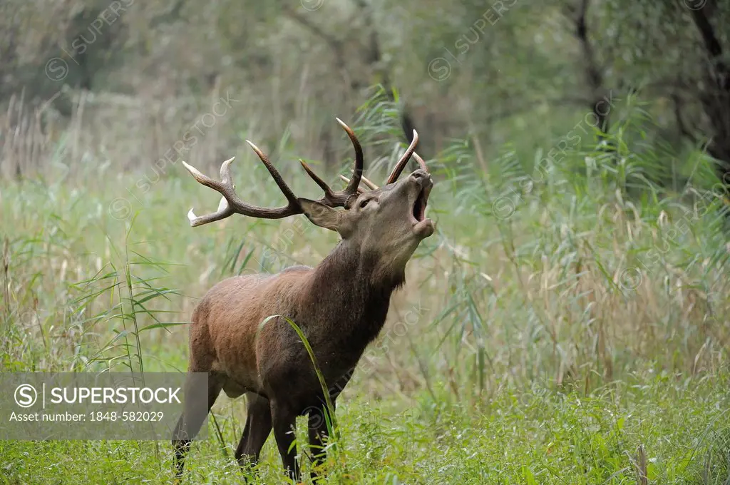 Red Deer (Cervus elaphus), deer rutting, Danube wetlands, Donau Auen National Park, Lower Austria, Austria, Europe