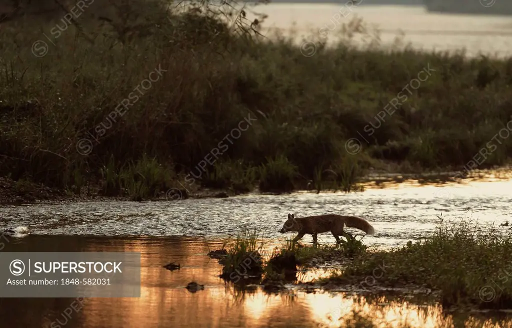 Red Fox (Vulpes vulpes) in the water, Danube wetlands, Donau Auen National Park, Lower Austria, Austria, Europe