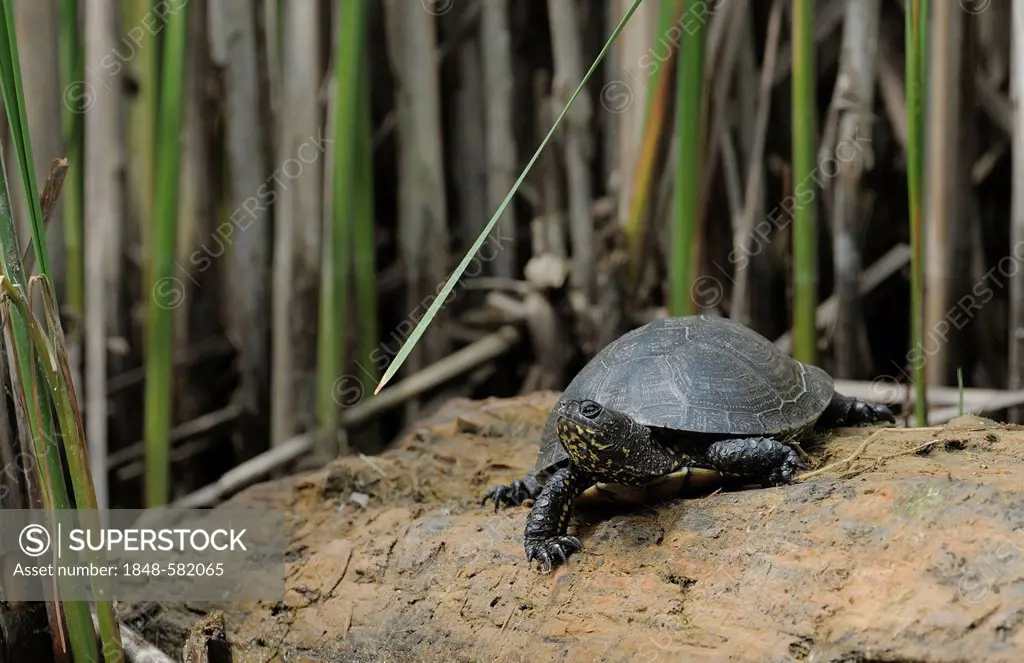 European Pond Turtle (Emys orbicularis), Danube wetlands, Donau Auen National Park, Lower Austria, Austria, Europe