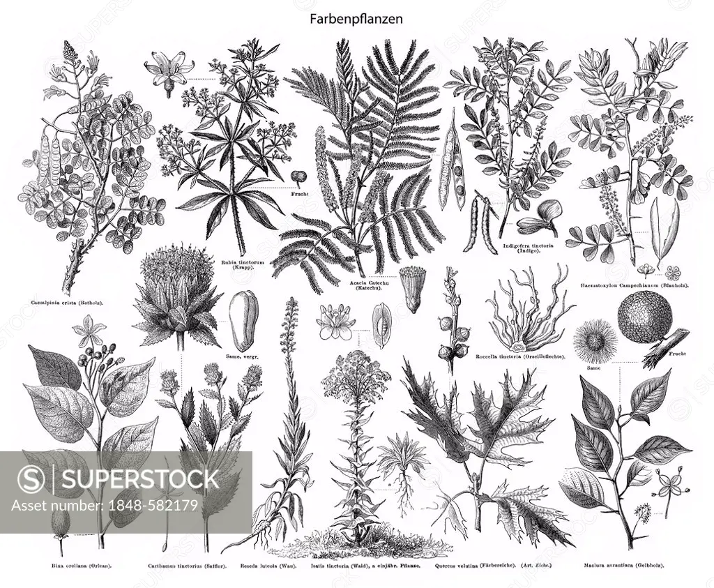 Historic illustration of plants from which natural dye stuffs can be extracted, indigo, chlorophyll, crocetin, saffron, carotene, 19th century, Meyers...