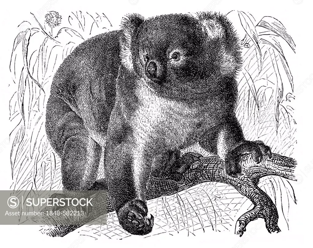 Historical graphic representation, Koala (Phascolarctos cinereus), 19th Century, from Meyers Konversations-Lexikon encyclopaedia, 1889
