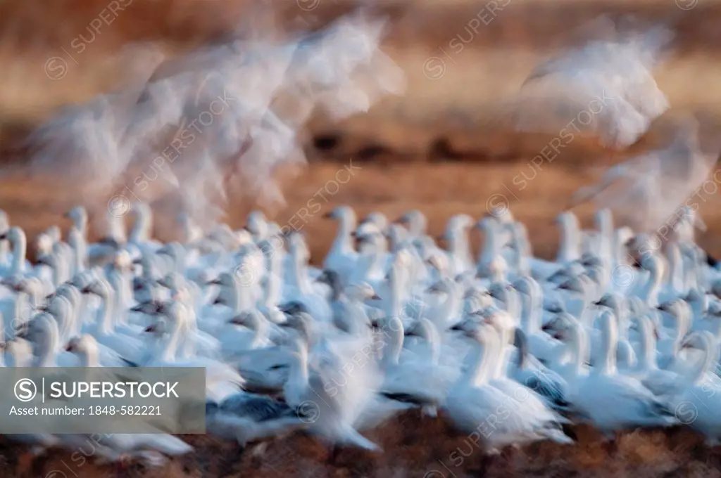 Snow Geese (Chen carulescens) taking flight at dawn, Bosque del Apache, New Mexico, USA