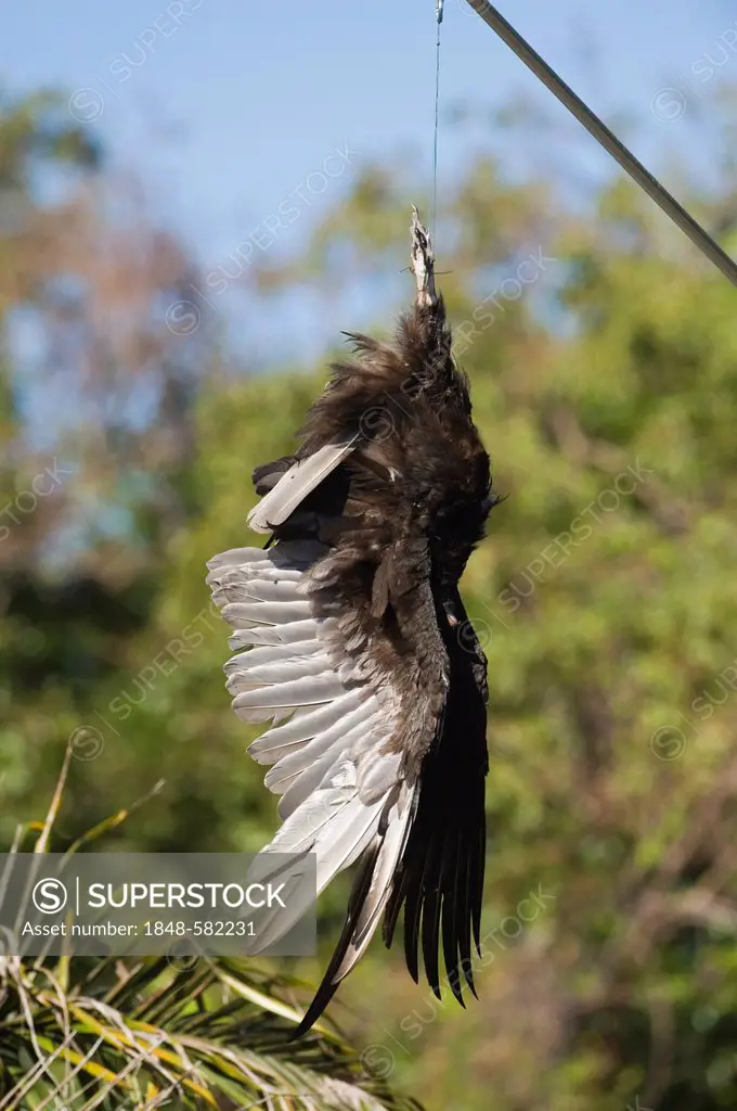 Turkey Vulture (Cathartes aura) carcass strung up in car park at Anhinga Trail to discourage Black Vultures from stripping rubber from parked cars, Ev...